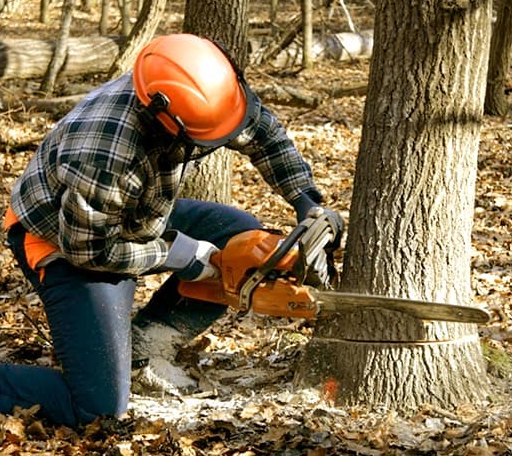 Tree Removal in Wood, PA